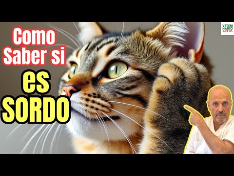 🔕 ¿COMO SABER SI MI GATO ES SORDO? 🔕