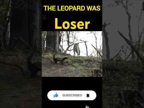 leopard 🐆 vs 🦡 honey badger  #leopard #badger #trendanimals #viralshorts
