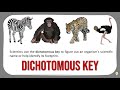 Identifying Animals with a Dichotomous Key