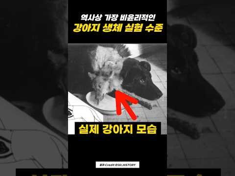 강아지 머리를 잘라서 붙여보는 실험