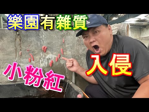 【吃爆小粉紅】樂園池壁被福壽螺生了一堆粉紅卵，測試看看這些樂園雜質是否能有餌料價值。