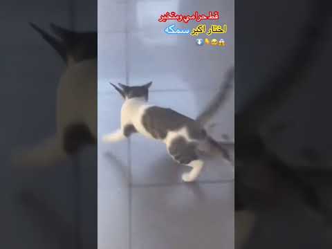#اكسبلور #ترند قط 🐈 حرامي ومتخير اكبر السمك 🐟🎏وقع من كبر السمكه #funny #foryou #food #fun #ضحك