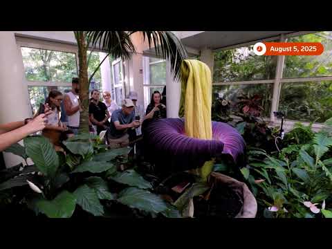 YouTube video thumbnail: Corpse Flower That Smells Like 'Rotting Meat' Attracts Crowds