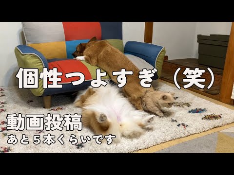 17日ぶりの散歩！動画投稿ラスト５本ぐらいかな…