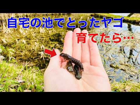 大量にとれた池のヤゴを数週間育てたら…