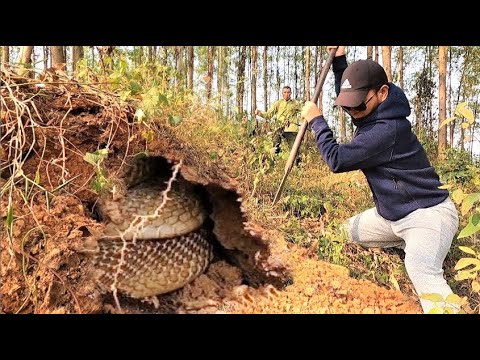 Close-up of two brave men wrestling with a herd of giant king cobras on the hillside.