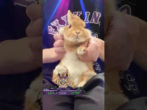 DJ Rabbit🐰#DJ #うさぎ #rabbit #bunny