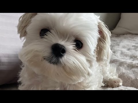 시루튜브) '목욕' 이라는 단어만 들으면 말초신경부터 반응하는 말티즈