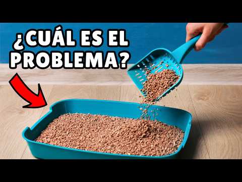 5 razones por las que tu gato orina fuera de la caja de arena (y cómo evitarlo)