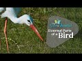 Birds: Nature's Marvels