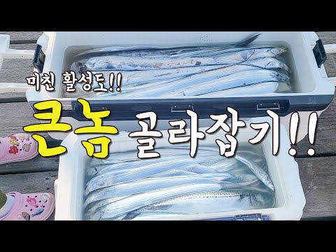 [다리tv] 태풍 후!! 미친 활성도 속에서!! 왕갈치 골라잡기!!!