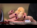 Chickens and Educational Activities
