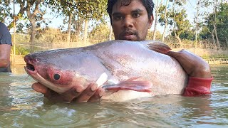 Big Fish Catch in Cast Net | Cast Net Fishing | Fish Catching by Cast Net #fishing #fish