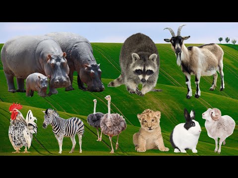 Cute Farm Animals: Hippo, Raccoon, Goat, Chicken, Zebra, Lion, Rabbit, Sheep – Animal Sounds