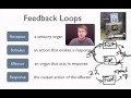 Exploring the Components of Feedback Loops
