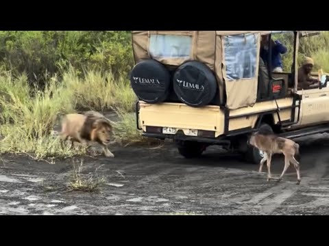 male lion hide behind car and attack wildebeest calf separate to her mother video