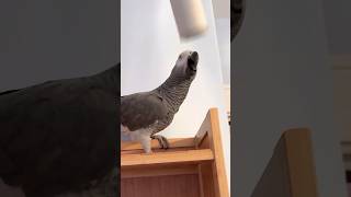 Apollo Throwing Rolls 🧻