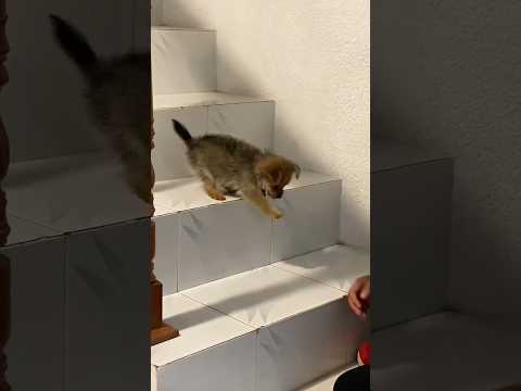 Anjing Belajar Turun dari Tangga Pertama Kali❤️