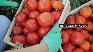 Ovos: diferença de preços entre variedades é a menor do ano | Giro de Notícias