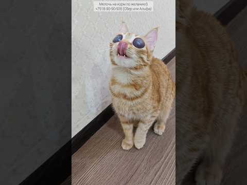 Мася хищник #коты #глаза #кот