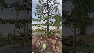 Đợi ngày chim đến tìm khế…