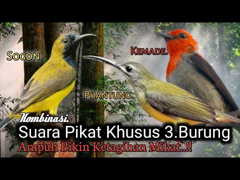 Suara Pikat Burung SOGON Dan PIJANTUNG+KEMADE. Cepat Respon Bikin Seru..