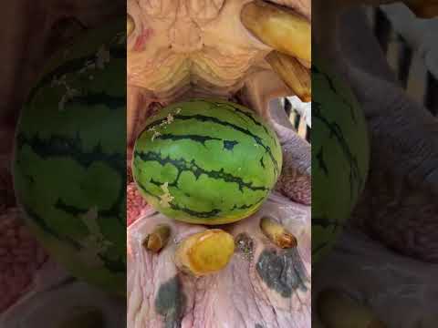 Qige watermelon is about to pass the season. Cherish every watermelon you have now. Changxing Cu