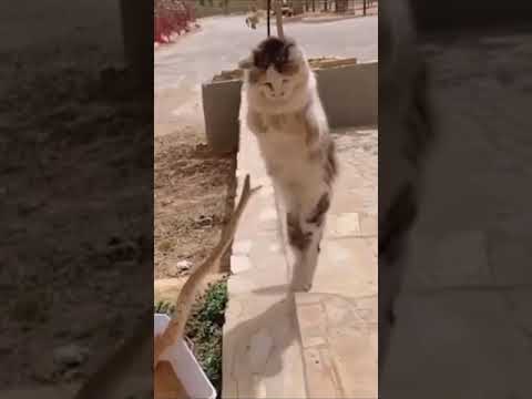 is a snake faster than a cat?