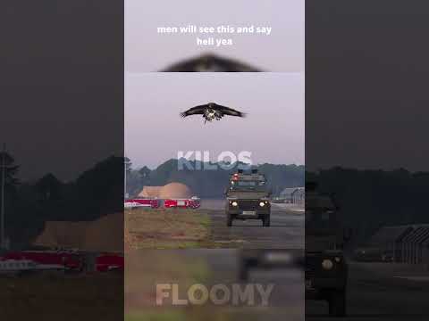 Anti-drone eagles
