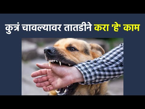 कुत्रं चावल्यावर तातडीने करा 'हे' काम | What to Do If A Dog Bites You