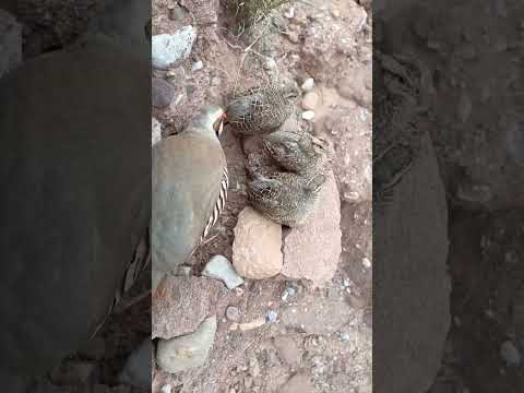 Кеклики #nature #мр155 #охотарыбалка