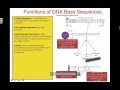 Gene Expression and DNA Functions