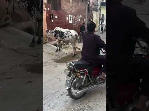 😂kick kisi ko nahi chorna😂