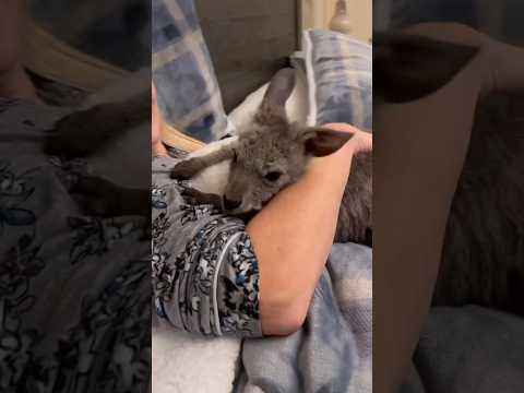 Rescuing the surviving baby kangaroos #animals #shorts