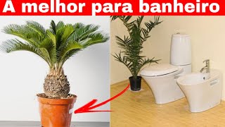 A melhor planta para seu banheiro (venha conhecer)
