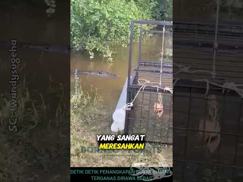 Memancing Buaya agar masuk perangkap #shorts #predator #buaya