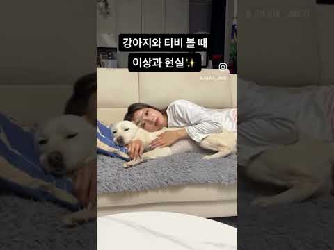 그냥 강아지가 부러워지는 영상ㅋㅋㅋ