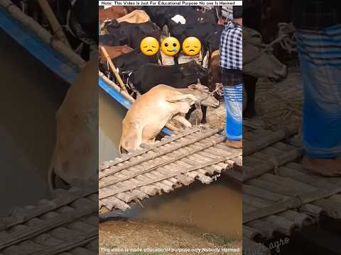 Eid cow transport.#গরু #গরুর_হাট #গরুর_বাজার #facts #eiduladha2025