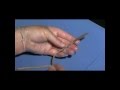 Earthworm Dissection Techniques and Concepts
