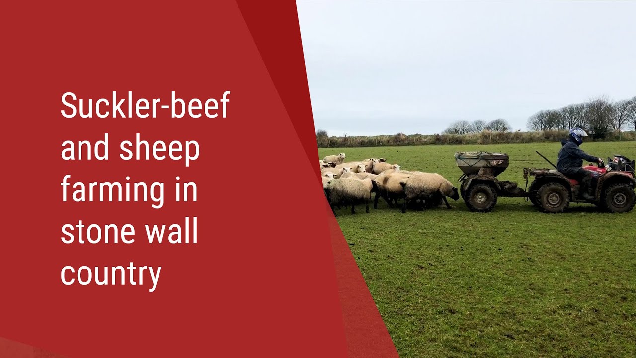 Suckler-Beef and Sheep Farming in Stone Wall Country