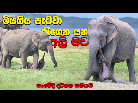 මියගිය අලි පැටියා ඇදගෙන යන අලි මවගේ සෙනෙහස other Elephant Refuses to Leave Her Dead Calf #savewildl