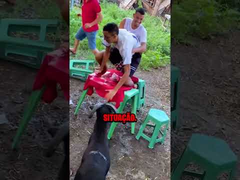 Como sobreviver a um ataque de cabra 😨