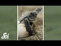 Sea Turtle Nesting and Survival