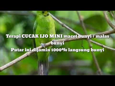 Terapi CUCAK IJO MINI macet / malas bunyi // sekali putar langsung nyaut 1000%