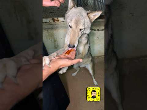تجربة أكل العسل مع الذيب 🐺🍯