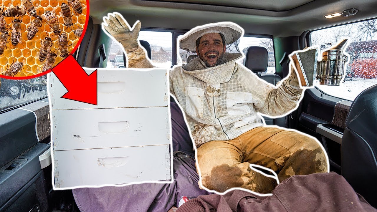 Transporting 10, 000 HONEY BEES to My BACKYARD FARM (Bad Idea)