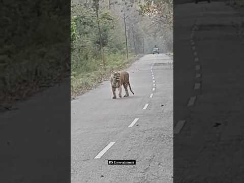 Itna Bada Tiger बीच रोड में खड़ा मिला | Khatarnak Size | Jim Corbett Park | #tiger #shorts #viral