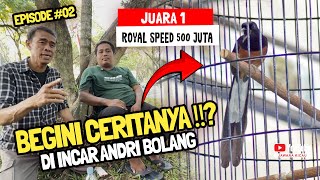 BEGINI CERITANYA ⁉️ ANDRI BOLANG INCAR MURAI BATU ROYAL SPEED 500 JUTA🔥😱 ADI JAGAL