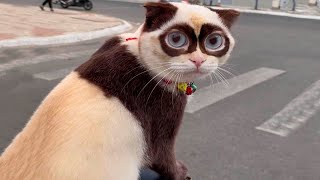 Best Animal Videos 2024 😂 - Funniest Dogs 🐶 And Cats 😺 Moments