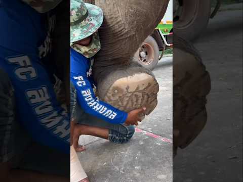 Why Does This Happen To The Elephant's Foot? #shorts
